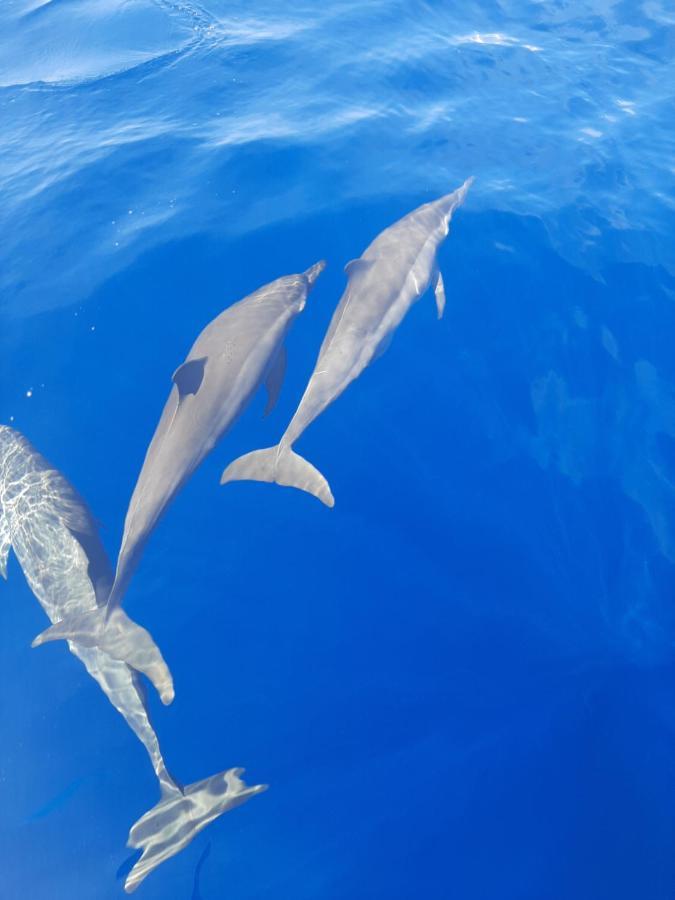Blue Shark Divers บูนาแกน ภายนอก รูปภาพ