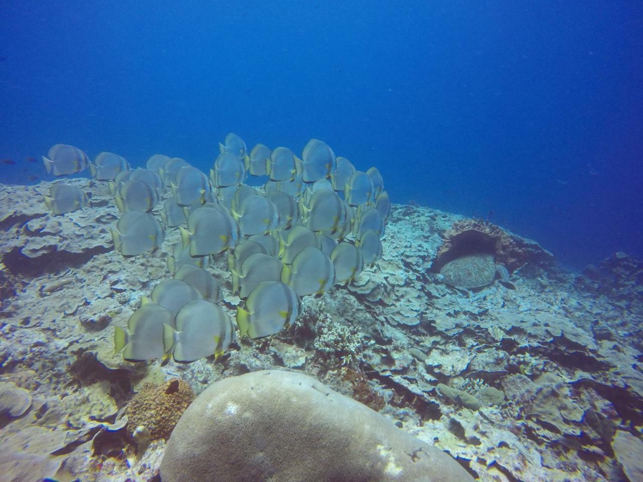 Blue Shark Divers บูนาแกน ภายนอก รูปภาพ