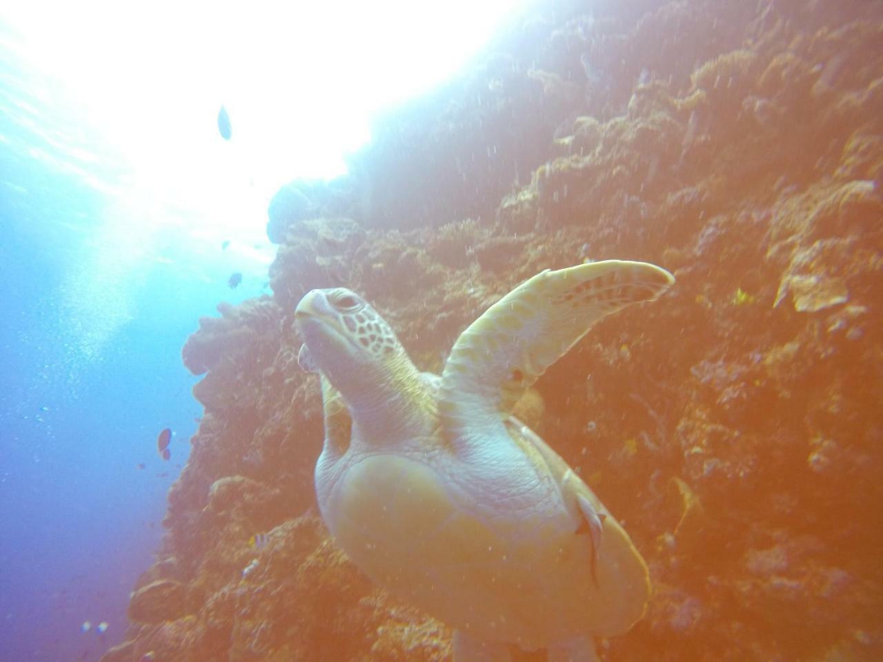 Blue Shark Divers บูนาแกน ภายนอก รูปภาพ