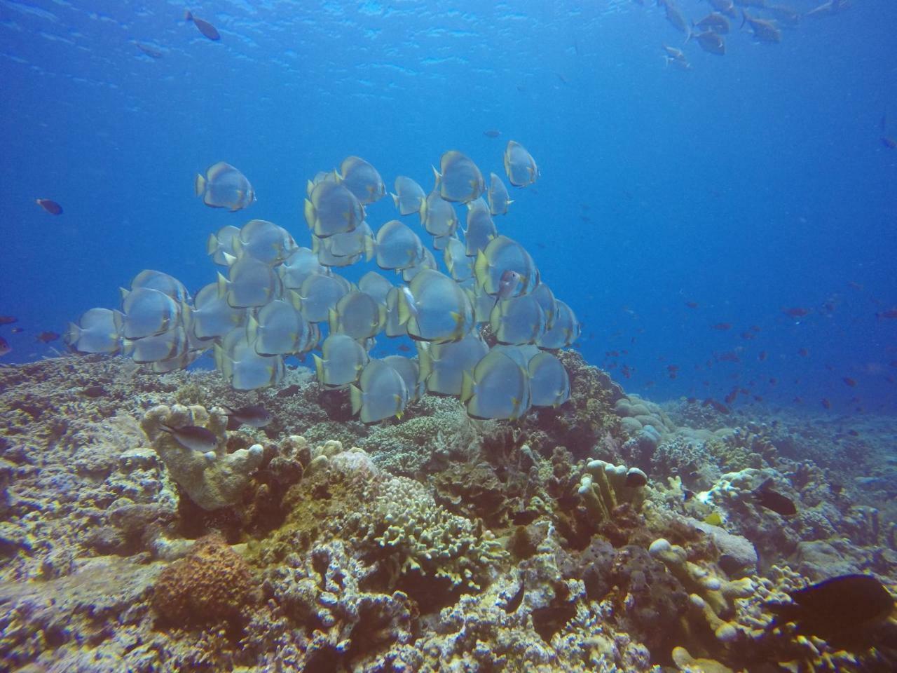 Blue Shark Divers บูนาแกน ภายนอก รูปภาพ